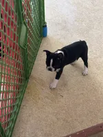 Samantha, a female Boston Terrier for sale in Bloomington, IL – 3 of 8