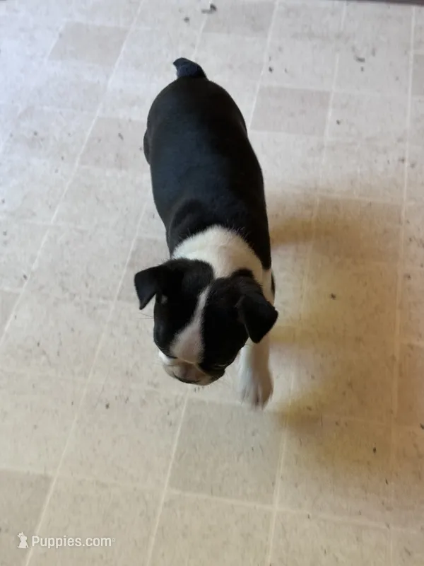 Stella – Boston Terrier puppy for sale in Bloomington, IL