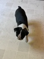Stella, a female Boston Terrier for sale in Bloomington, IL – 1 of 7