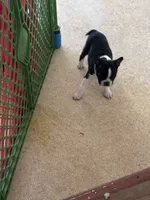 Samantha, a female Boston Terrier for sale in Bloomington, IL – 8 of 8