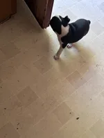 Stella, a female Boston Terrier for sale in Bloomington, IL – 4 of 7