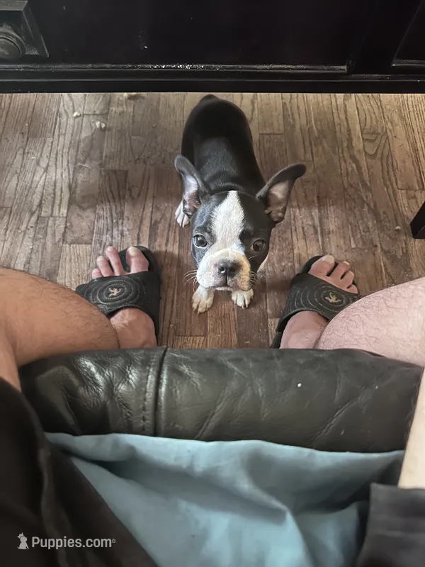 Stella – Boston Terrier puppy for sale in Bloomington, IL