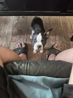 Stella, a female Boston Terrier for sale in Bloomington, IL – 2 of 10