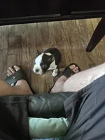 Stella, a female Boston Terrier for sale in Bloomington, IL – 6 of 10