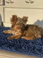 Fonaz’s Chocolate Fluffy, a female Yorkshire Terrier for sale in Sophia, NC – 3 of 7