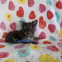Puppy A, a male Chorkie for sale in Sophia, NC – 1 of 1