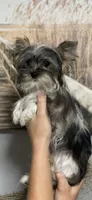 Angel, a female Yorkshire Terrier for sale in Sophia, NC – 1 of 6
