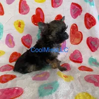 Puppy B, a male Yorkshire Terrier for sale in Sophia, NC – Photo 2 of 2