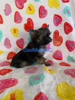 Puppy B, a male Yorkshire Terrier for sale in Sophia, NC – Photo 2 of 2