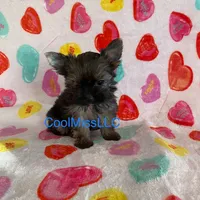 Puppy B, a male Yorkshire Terrier for sale in Sophia, NC – Photo 1 of 2