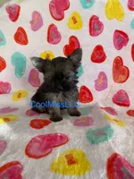 Puppy B, a male Yorkshire Terrier for sale in Sophia, NC – Photo 1 of 2