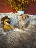 Puppy B, a male Poodle - Toy  for sale in Sophia, NC – 3 of 5