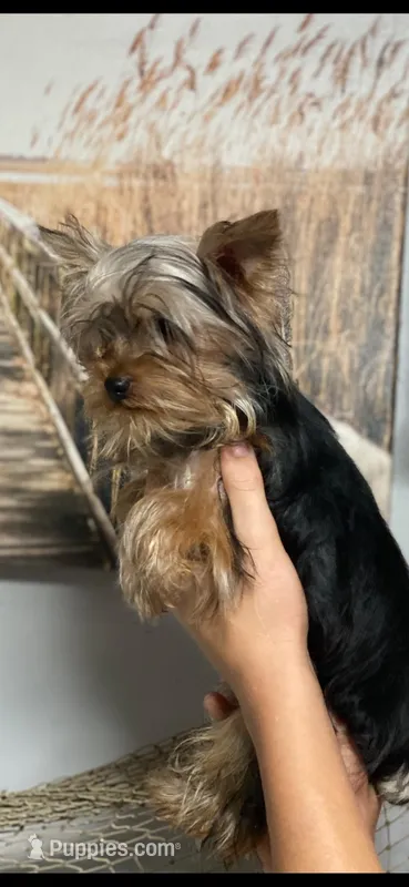 GiGi – Yorkshire Terrier puppy for sale in Sophia, NC