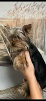 GiGi, a female Yorkshire Terrier for sale in Sophia, NC – 1 of 7
