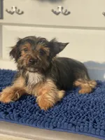 Chorkie Male, a male Chorkie for sale in Sophia, NC – 2 of 4