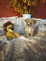 Puppy B, a male Poodle - Toy  for sale in Sophia, NC – 5 of 5