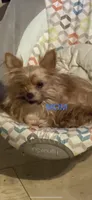 Bellie’s Sable Male, a male Chorkie for sale in Sophia, NC – 5 of 7