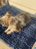 Angel, a female Yorkshire Terrier for sale in Sophia, NC – 3 of 6