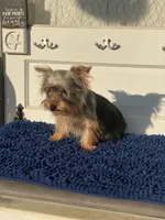 Lady’s Male, a male Yorkshire Terrier for sale in Sophia, NC – 2 of 6