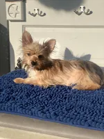 Bellie’s Sable Male, a male Chorkie for sale in Sophia, NC – 3 of 7