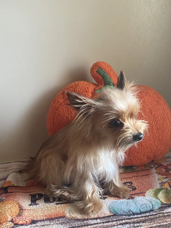 Sable Male – Chorkie puppy for sale in Sophia, NC