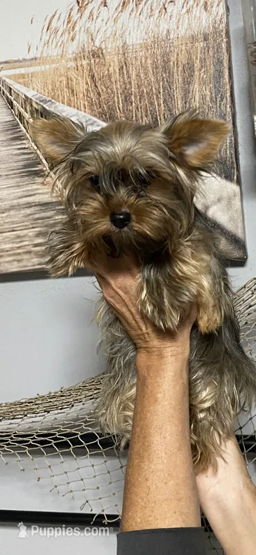 Fonaz’s Female – Yorkshire Terrier puppy for sale in Sophia, NC