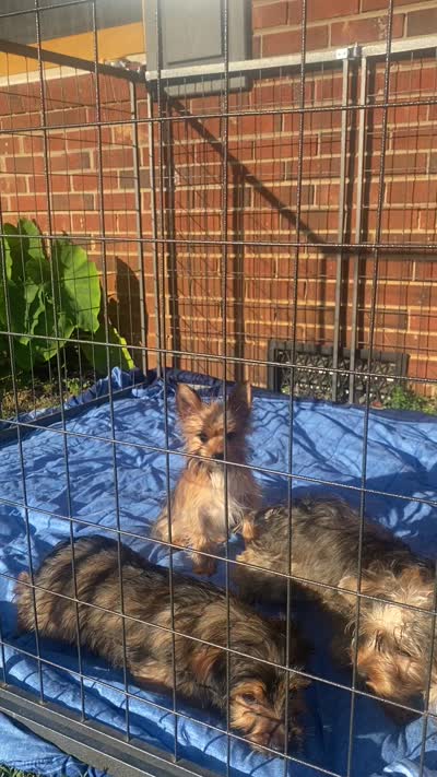 Bellie’s Sable Male, a male Chorkie for sale in Sophia, NC – 6 of 7