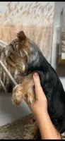 GiGi, a female Yorkshire Terrier for sale in Sophia, NC – 2 of 7