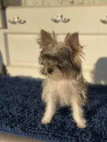Angel, a female Yorkshire Terrier for sale in Sophia, NC – 2 of 6