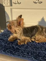 Fonaz’s Female, a female Yorkshire Terrier for sale in Sophia, NC – 4 of 7