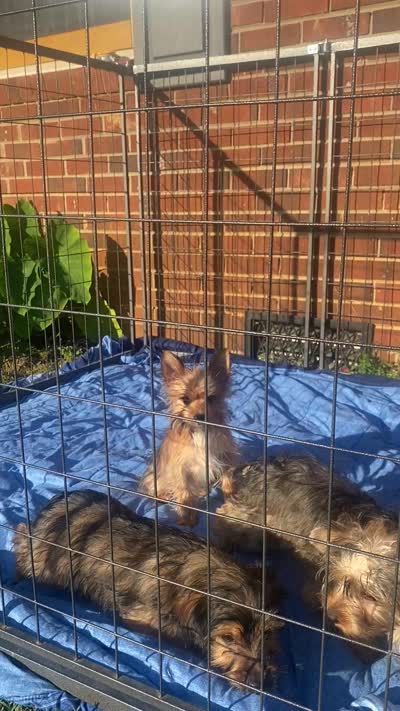Chorkie Male, a male Chorkie for sale in Sophia, NC – 4 of 4