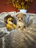 Puppy B, a male Poodle - Toy  for sale in Sophia, NC – 4 of 5
