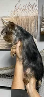 Lady’s Male, a male Yorkshire Terrier for sale in Sophia, NC – 5 of 6