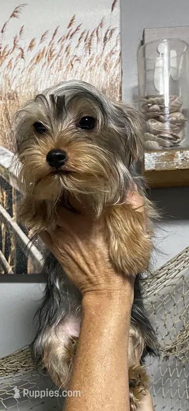Lady’s Male – Yorkshire Terrier puppy for sale in Sophia, NC