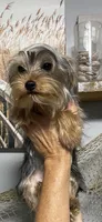 Lady’s Male, a male Yorkshire Terrier for sale in Sophia, NC – 1 of 6