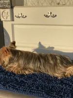Fonaz’s Female, a female Yorkshire Terrier for sale in Sophia, NC – 2 of 7