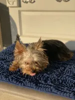GiGi, a female Yorkshire Terrier for sale in Sophia, NC – 4 of 7