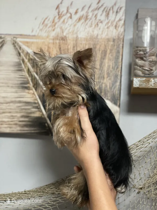 Sofie – Yorkshire Terrier puppy for sale in Sophia, NC