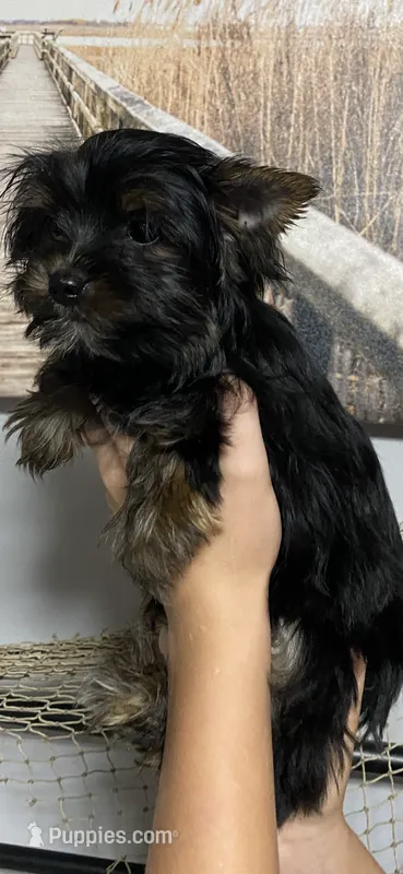 Fonaz’s KB black – Yorkshire Terrier puppy for sale in Sophia, NC