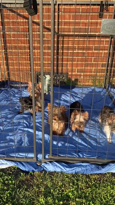Sofie, a female Yorkshire Terrier for sale in Sophia, NC – 6 of 6