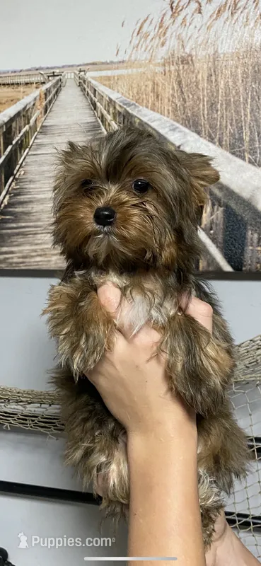 Fonaz’s Chocolate Fluffy – Yorkshire Terrier puppy for sale in Sophia, NC