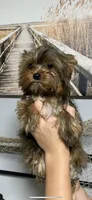 Fonaz’s Chocolate Fluffy, a female Yorkshire Terrier for sale in Sophia, NC – 1 of 7
