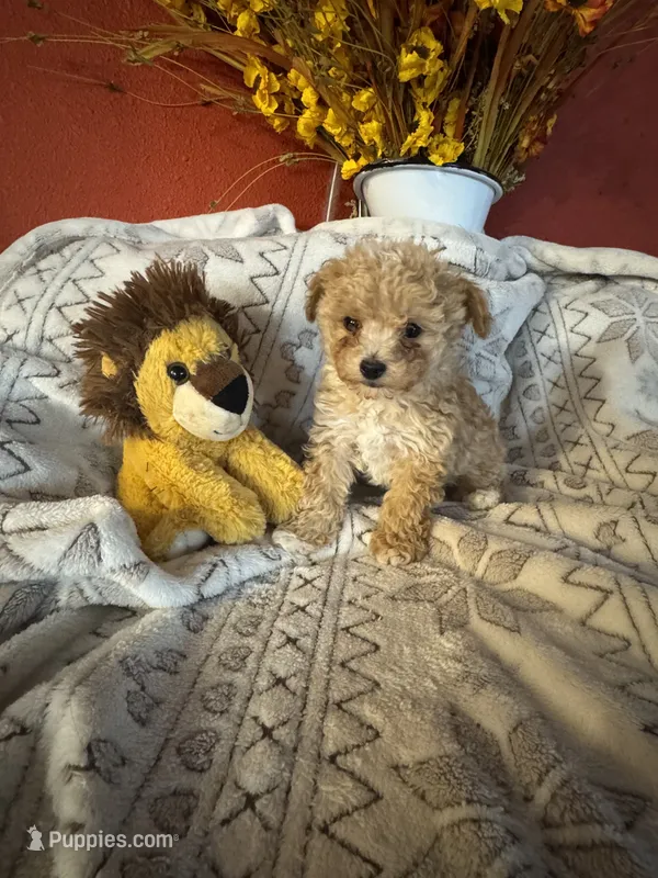 Puppy B – Poodle - Toy  puppy for sale in Sophia, NC