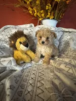 Puppy B, a male Poodle - Toy  for sale in Sophia, NC – 1 of 5