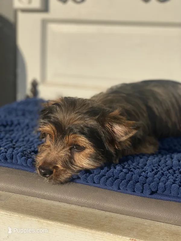 Chorkie Male – Chorkie puppy for sale in Sophia, NC