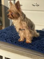 GiGi, a female Yorkshire Terrier for sale in Sophia, NC – 6 of 7