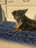 Fonaz’s KB black, a female Yorkshire Terrier for sale in Sophia, NC – 5 of 8