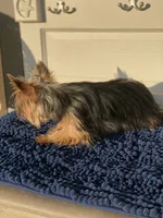 Sofie, a female Yorkshire Terrier for sale in Sophia, NC – 3 of 6