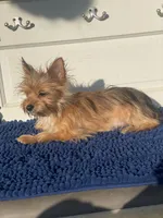 Bellie’s Sable Male, a male Chorkie for sale in Sophia, NC – 2 of 7