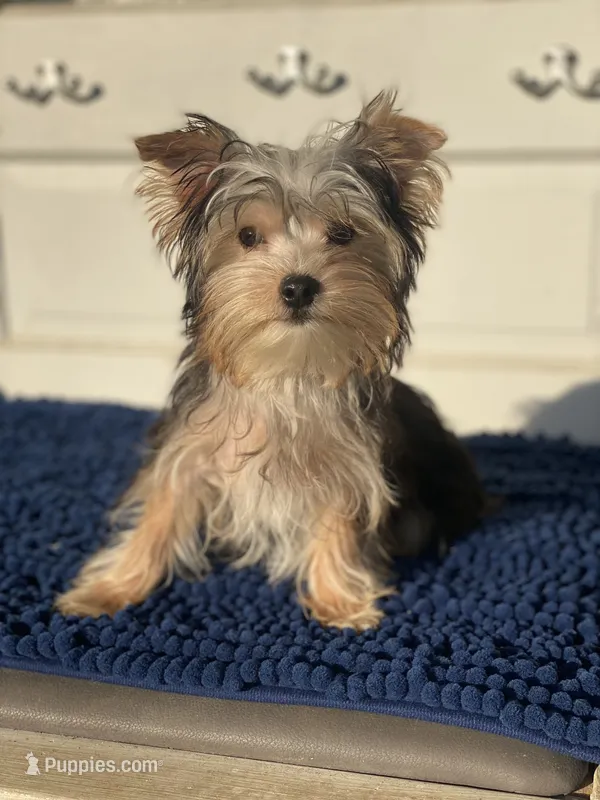 Teddy – Yorkshire Terrier puppy for sale in Sophia, NC